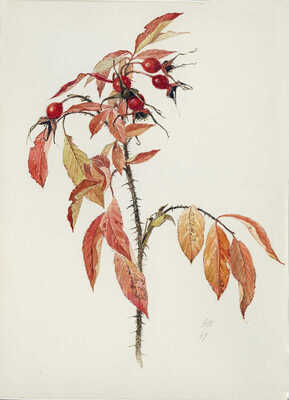 Шипиленко Александр Кузьмич. Ветка розы с плодами